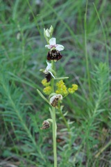 Ophrys fuciflora