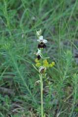 Ophrys fuciflora