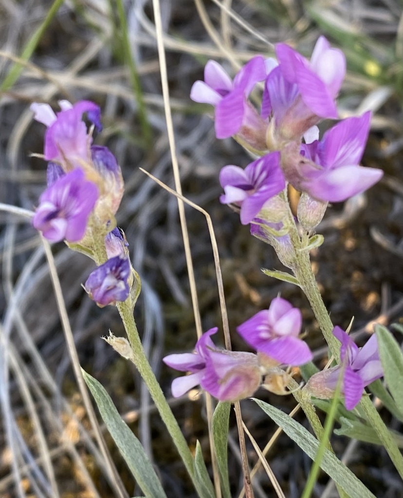 Tufted Milkvetch from Special Area No. 2, AB, CA on May 25, 2022 at 07: ...