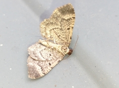 Disclisioprocta stellata