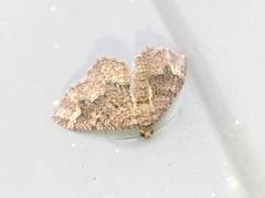 Disclisioprocta stellata