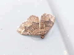 Disclisioprocta stellata