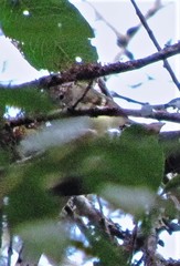 Mecocerculus hellmayri