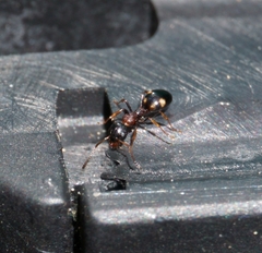 Dolichoderus quadripunctatus