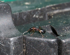 Dolichoderus quadripunctatus