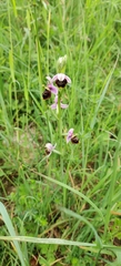 Ophrys fuciflora