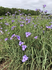 Tradescantia bracteata