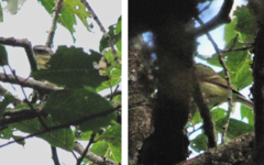 Mecocerculus hellmayri