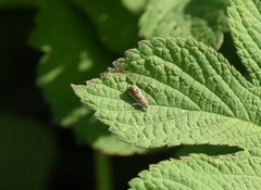 Grapholita delineana