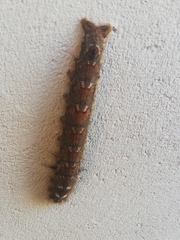 Gastropacha quercifolia