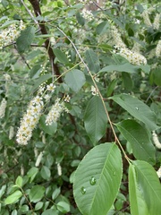 Prunus serotina