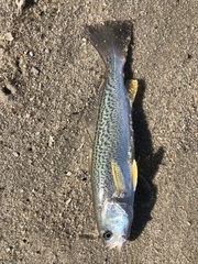 Cynoscion regalis