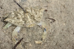 Callinectes marginatus