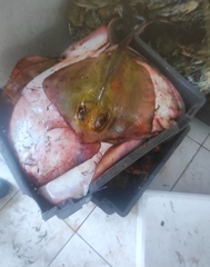 Dasyatis tortonesei
