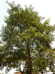 Ilex cymosa