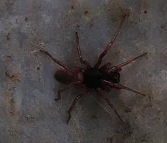 Corinninae