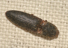 Lacon impressicollis