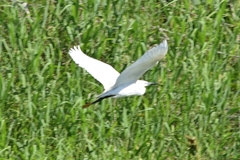 Egretta garzetta