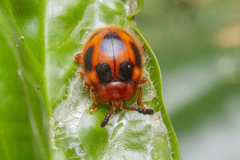 Stenotarsus pardalis