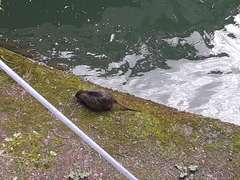 Myocastor coypus
