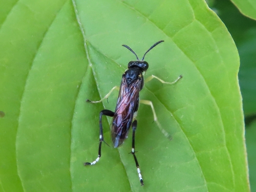 Yellow-spotted Macrophya, 9742 PX Groningen, Netherlands, photo 8 of 10
