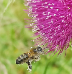 Cirsium rivulare