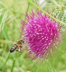 Cirsium rivulare