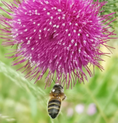 Cirsium rivulare