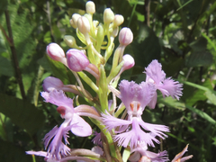 Platanthera psycodes