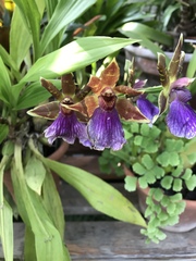 Zygopetalum