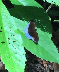 Tanaecia iapis puseda