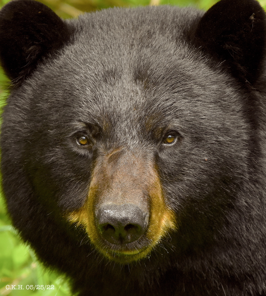American Black Bear from Townshend, VT, USA on May 25, 2022 at 0251 PM