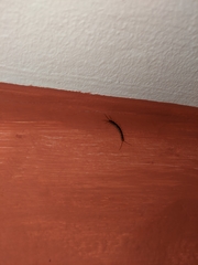 Lithobius forficatus