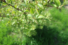 Elaeagnus multiflora