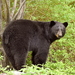 American Black Bear - Photo (c) Craig K. Hunt, some rights reserved (CC BY-NC-ND), uploaded by Craig K. Hunt