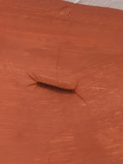 Lithobius forficatus