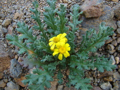 Senecio leucanthemifolius caucasicus