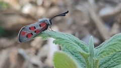 Zygaena rhadamanthus