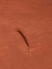 Lithobius forficatus