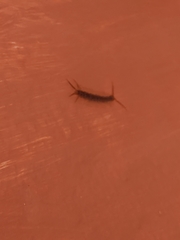 Lithobius forficatus