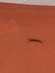 Lithobius forficatus