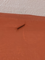 Lithobius forficatus