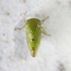 Hyalojassini