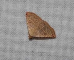 Eublemma gayneri