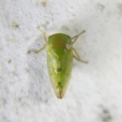 Hyalojassini