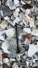 Coenagrion pulchellum