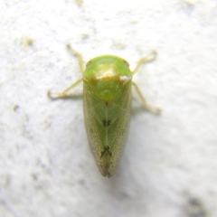 Hyalojassini