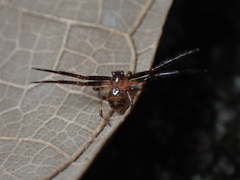 Pycnaxis