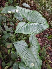 Xanthosoma sagittifolium