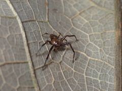 Pycnaxis